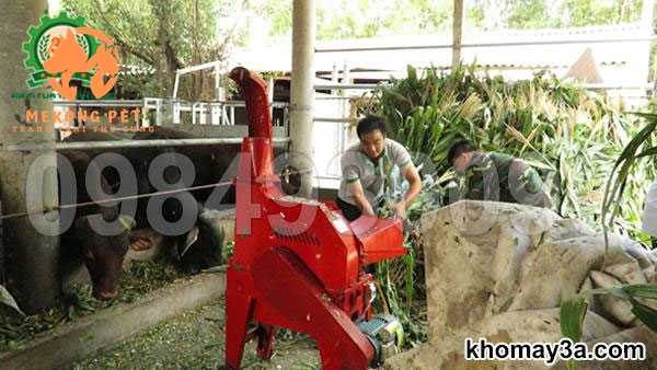 Các thức ăn giàu chấ xơ, nhiều protein là yêu thích và cần thiết nhất của giống đà điểu.